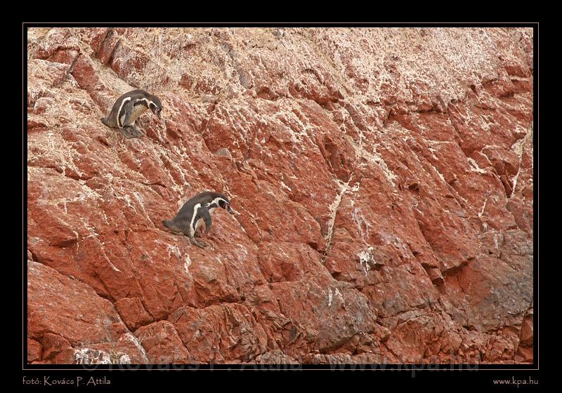Ballestas Islands 047.jpg